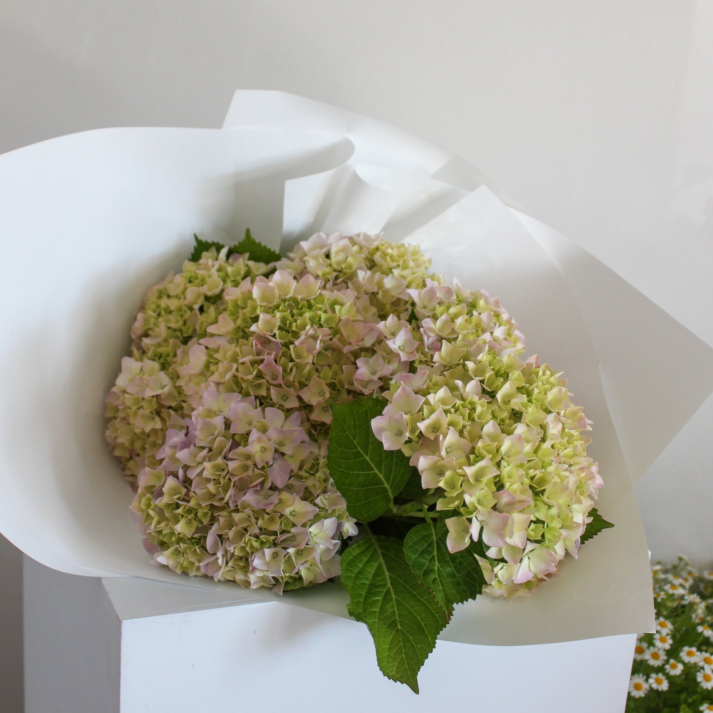 FLOWER DELIVERY HOBART Edna Studio